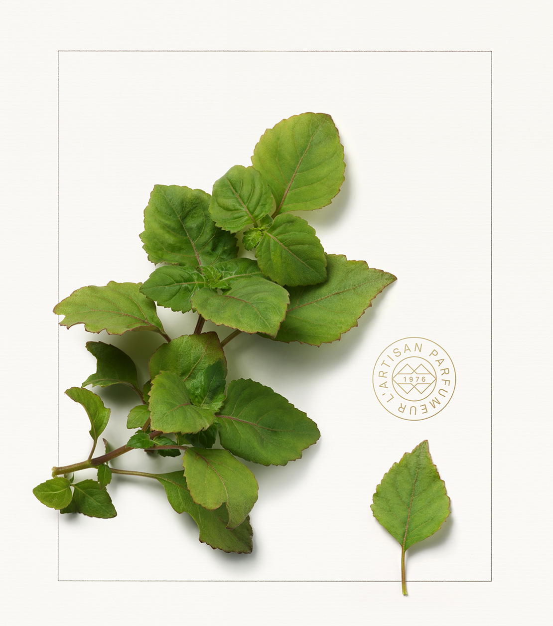 CAROUSEL_02_1110X1256 (3).png